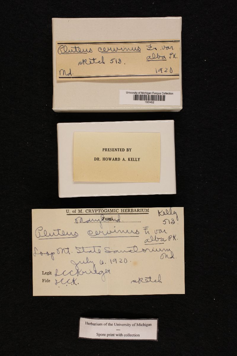 Pluteus cervinus var. albus image