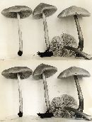 Pluteus flavofuligineus image