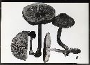 Pluteus granularis image