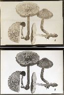 Pluteus granularis image