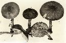 Pluteus granularis image