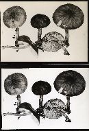 Pluteus granularis image