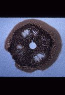 Pluteus petasatus image