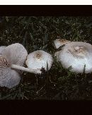 Pluteus petasatus image