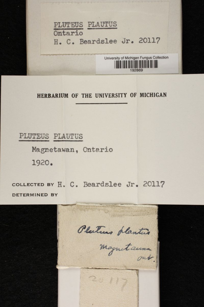 Pluteus plautus image