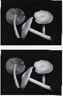 Pluteus tomentosulus image