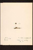 Pluteus thomsonii image