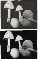 Pluteus tomentosulus image