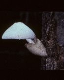 Volvariella bombycina image