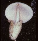 Volvariella bombycina image