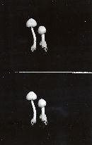 Volvariella hypopithys image