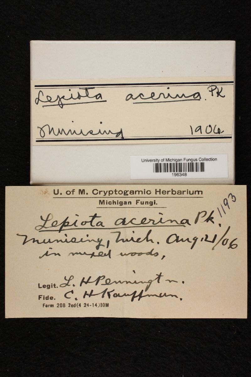 Lepiota acerina image