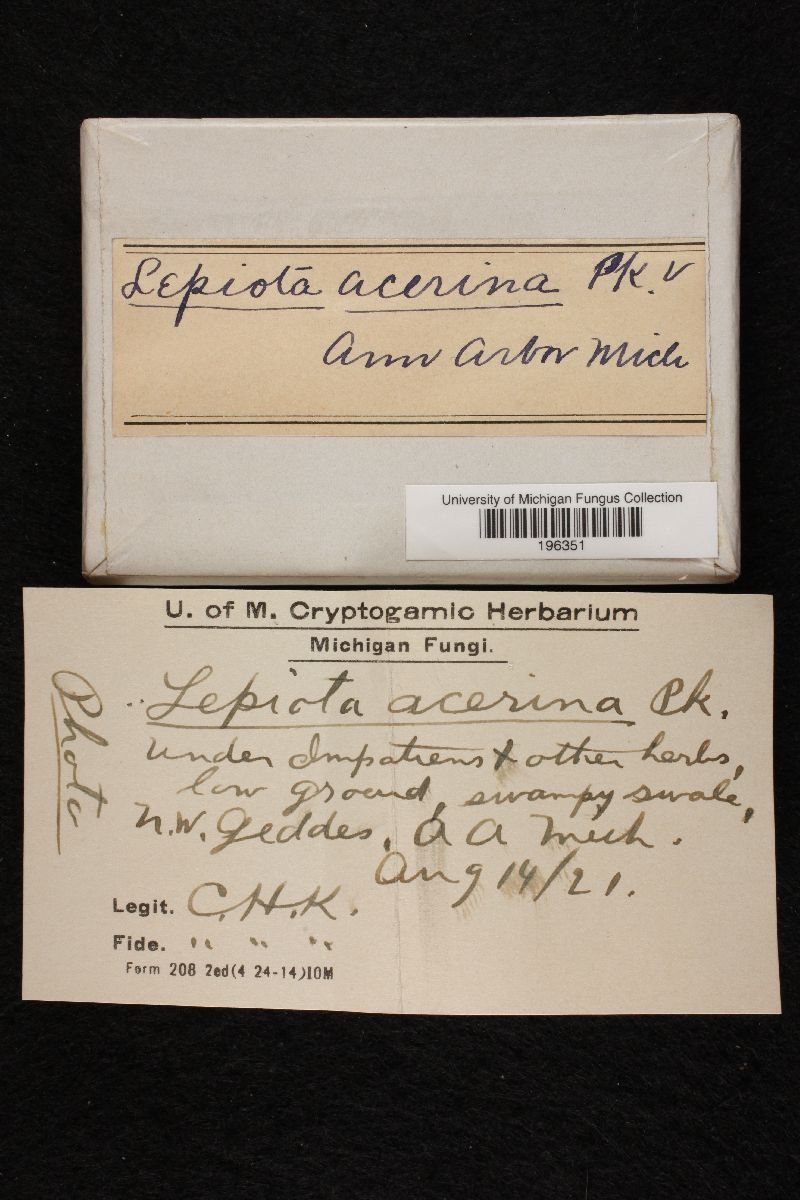 Lepiota acerina image