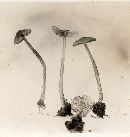 Lepiota acerina image