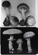 Agaricus albolutescens image