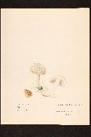 Agaricus albolutescens image