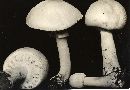 Agaricus arvensis image