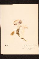 Agaricus benesi image