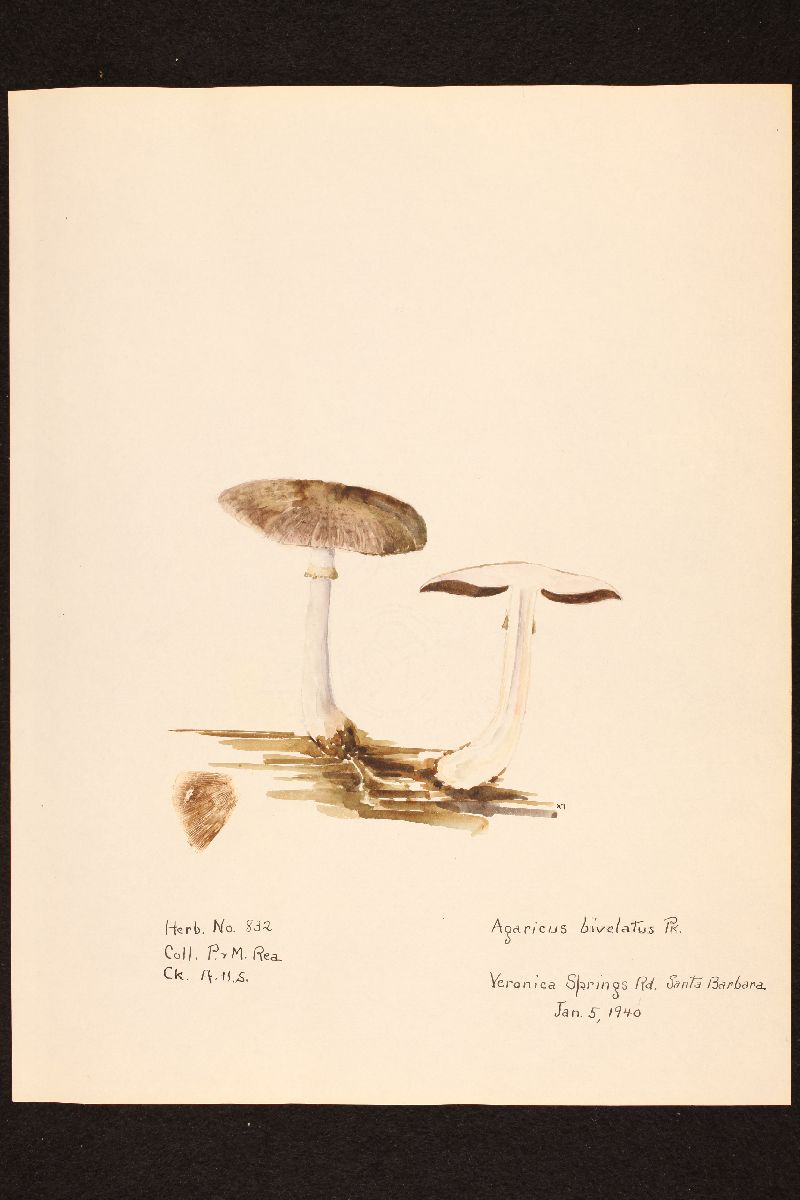 Agaricus bivelatus image