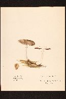 Agaricus bivelatus image