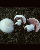 Agaricus bitorquis image