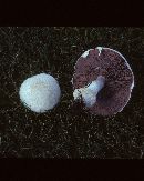 Agaricus bitorquis image