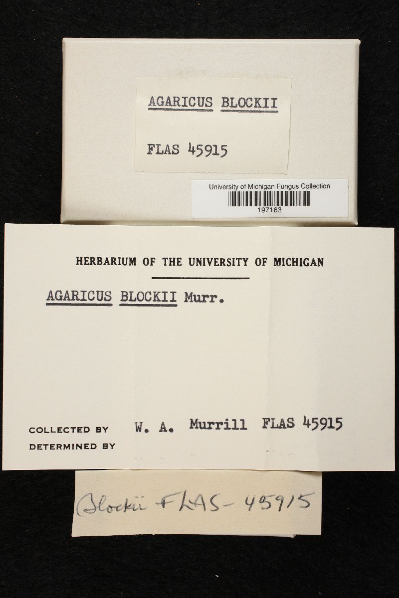 Agaricus blockii image