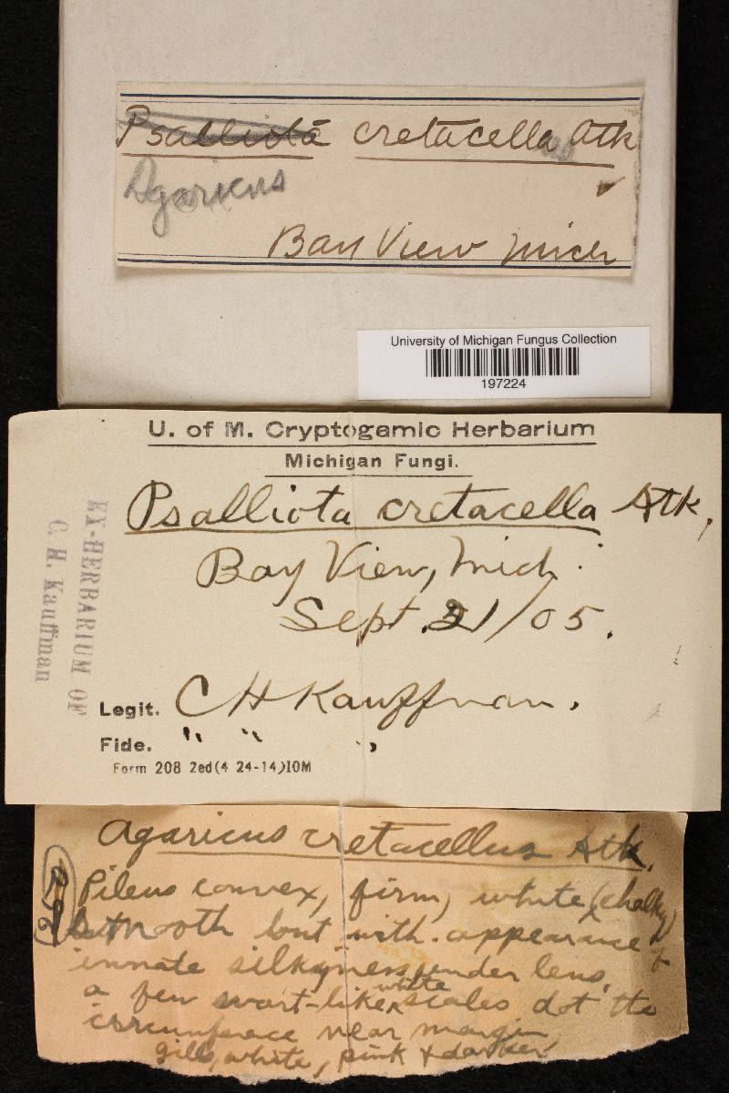 Agaricus cretacellus image