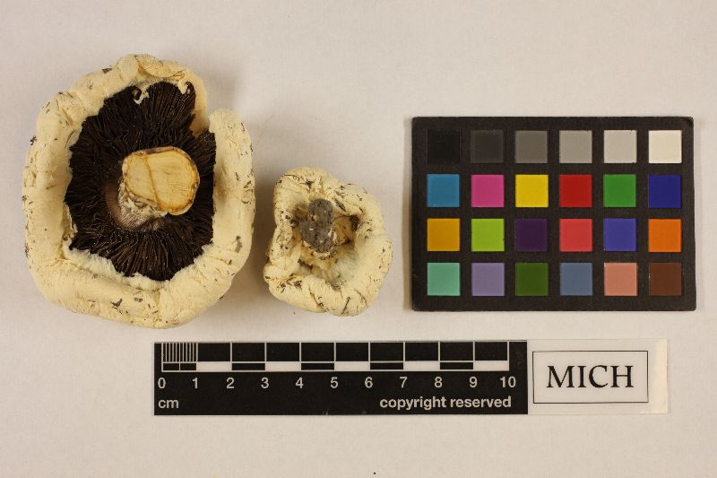 Agaricus chlamydopus image
