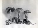 Agaricus diminutivus image