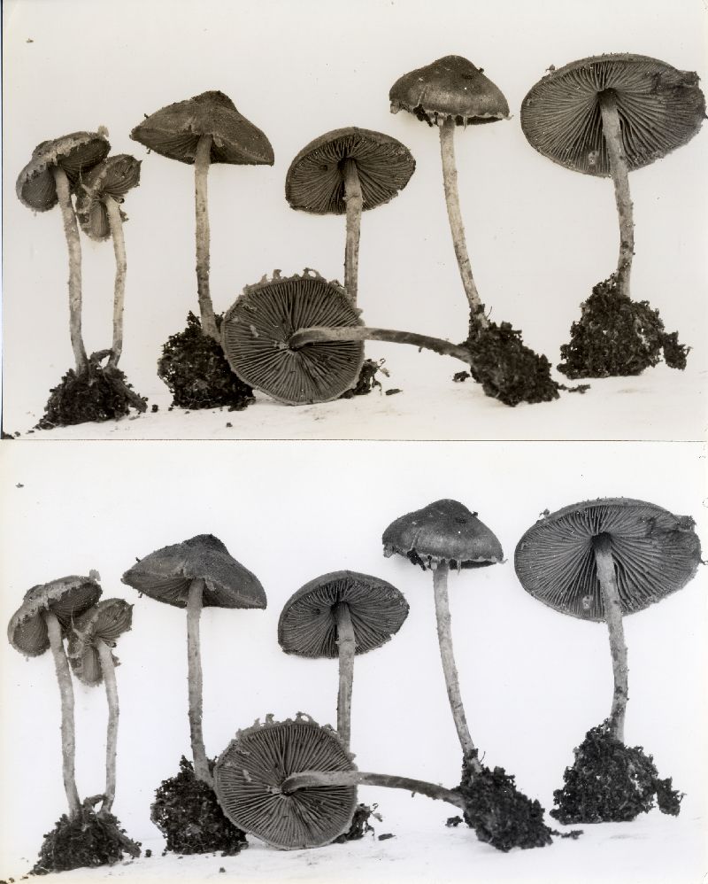 Agaricus echinatus image