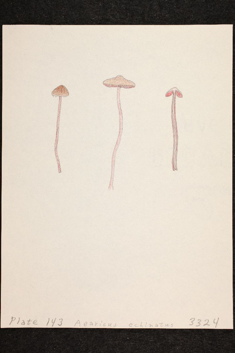 Agaricus echinatus image