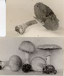 Agaricus hondensis image