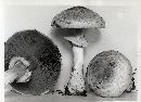 Agaricus hondensis image