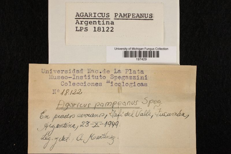 Agaricus pampeanus image
