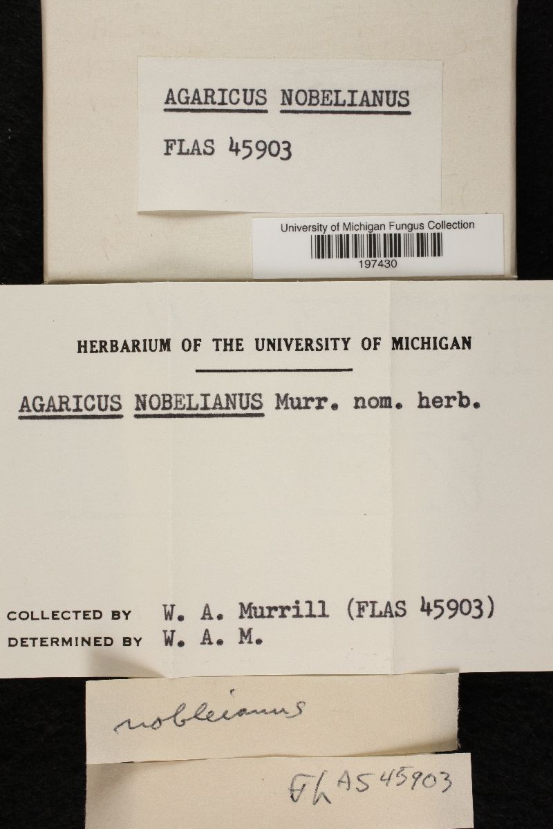 Agaricus nobelianus image