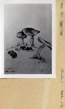 Agaricus lilaceps image