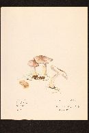 Agaricus lilaceps image