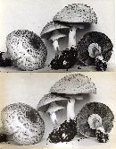 Agaricus placomyces image