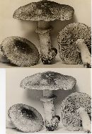 Agaricus placomyces image