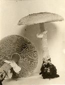 Agaricus placomyces image