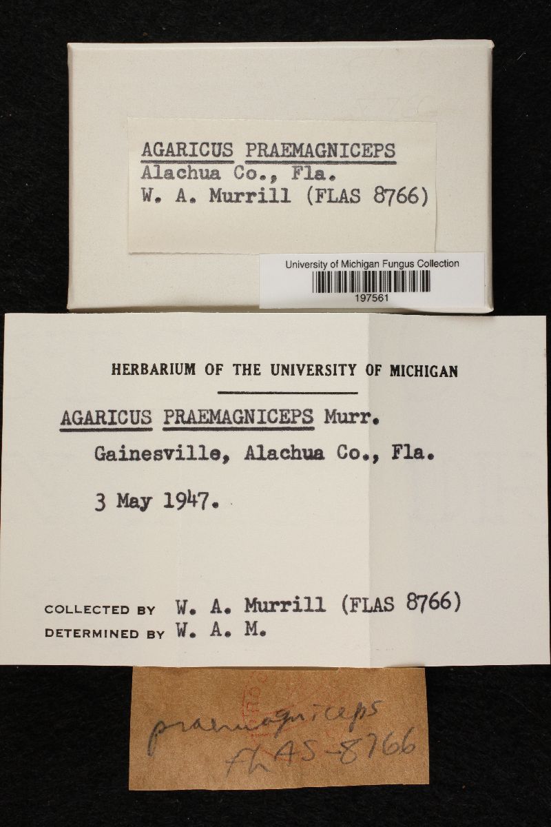 Agaricus praemagniceps image