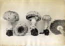 Agaricus semotus image