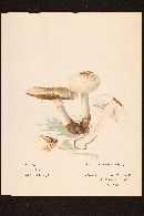 Agaricus silvaticus image