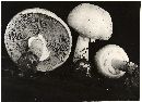 Agaricus silvicola image