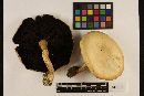 Agaricus silvicola image