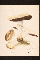 Agaricus silvicola image