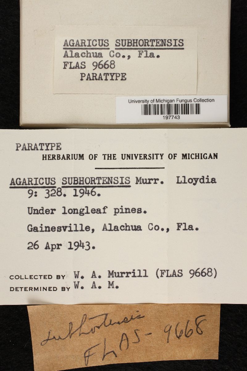 Agaricus subhortensis image