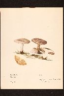 Agaricus solidipes image