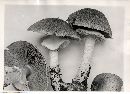 Agaricus subrufescens image